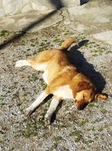 MELIA, Hund, Mischlingshund in Griechenland - Bild 6