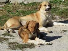 MELIA, Hund, Mischlingshund in Griechenland - Bild 7