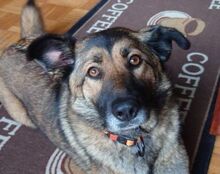 KEISY, Hund, Mischlingshund in Seelze