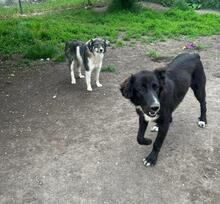 LANI, Hund, Mischlingshund in Bulgarien - Bild 10