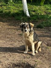 LANI, Hund, Mischlingshund in Bulgarien - Bild 11