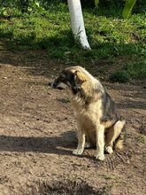 LANI, Hund, Mischlingshund in Bulgarien - Bild 12