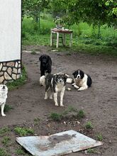 LANI, Hund, Mischlingshund in Bulgarien - Bild 14