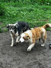 LANI, Hund, Mischlingshund in Bulgarien - Bild 15