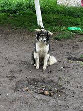 LANI, Hund, Mischlingshund in Bulgarien - Bild 16
