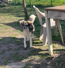 LANI, Hund, Mischlingshund in Bulgarien - Bild 18