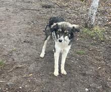 LANI, Hund, Mischlingshund in Bulgarien - Bild 2