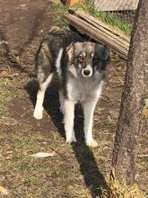 LANI, Hund, Mischlingshund in Bulgarien - Bild 21