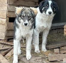 LANI, Hund, Mischlingshund in Bulgarien - Bild 23