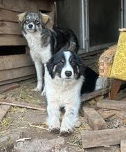 LANI, Hund, Mischlingshund in Bulgarien - Bild 24