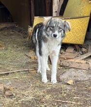 LANI, Hund, Mischlingshund in Bulgarien - Bild 26