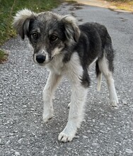 LANI, Hund, Mischlingshund in Bulgarien - Bild 28