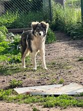 LANI, Hund, Mischlingshund in Bulgarien - Bild 4