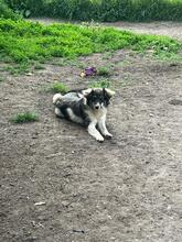 LANI, Hund, Mischlingshund in Bulgarien - Bild 5