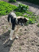 LANI, Hund, Mischlingshund in Bulgarien - Bild 6