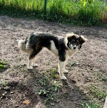 LANI, Hund, Mischlingshund in Bulgarien - Bild 7