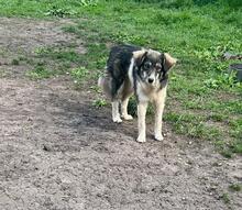 LANI, Hund, Mischlingshund in Bulgarien - Bild 8