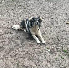 LANI, Hund, Mischlingshund in Bulgarien - Bild 9