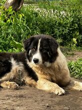 INDIO, Hund, Mischlingshund in Bulgarien - Bild 1