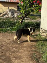 INDIO, Hund, Mischlingshund in Bulgarien - Bild 10