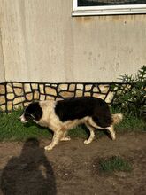INDIO, Hund, Mischlingshund in Bulgarien - Bild 12