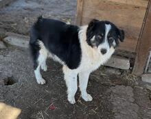 INDIO, Hund, Mischlingshund in Bulgarien - Bild 14