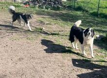 INDIO, Hund, Mischlingshund in Bulgarien - Bild 16