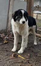 INDIO, Hund, Mischlingshund in Bulgarien - Bild 18