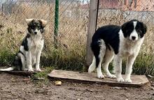 INDIO, Hund, Mischlingshund in Bulgarien - Bild 21