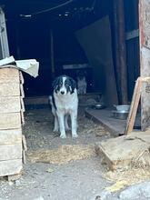 INDIO, Hund, Mischlingshund in Bulgarien - Bild 22