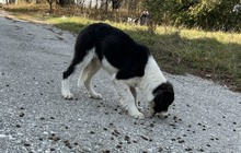 INDIO, Hund, Mischlingshund in Bulgarien - Bild 23