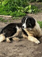 INDIO, Hund, Mischlingshund in Bulgarien - Bild 3