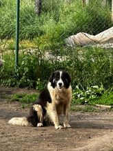 INDIO, Hund, Mischlingshund in Bulgarien - Bild 4