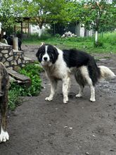 INDIO, Hund, Mischlingshund in Bulgarien - Bild 5