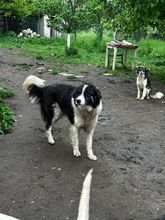 INDIO, Hund, Mischlingshund in Bulgarien - Bild 6