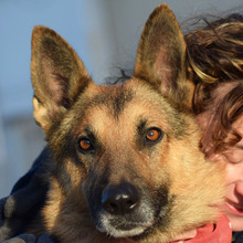JAKO, Hund, Deutscher Schäferhund in Spanien - Bild 1