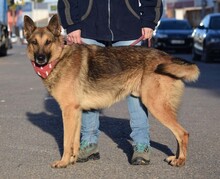 JAKO, Hund, Deutscher Schäferhund in Spanien - Bild 2