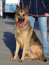 JAKO, Hund, Deutscher Schäferhund in Spanien - Bild 3