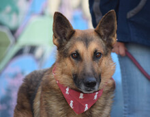 JAKO, Hund, Deutscher Schäferhund in Spanien - Bild 5