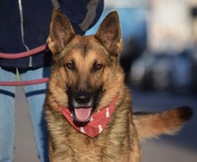 JAKO, Hund, Deutscher Schäferhund in Spanien - Bild 7
