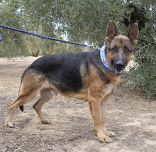 CONAN, Hund, Deutscher Schäferhund in Spanien - Bild 2