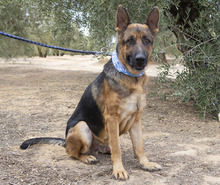 CONAN, Hund, Deutscher Schäferhund in Spanien - Bild 4