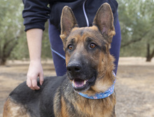 CONAN, Hund, Deutscher Schäferhund in Spanien - Bild 5