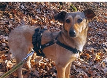 GIPSY, Hund, Mischlingshund in Kreischa - Bild 2
