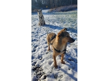 GIPSY, Hund, Mischlingshund in Kreischa - Bild 6