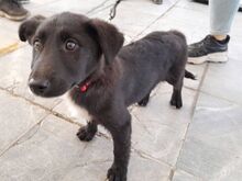SCHWARZ, Hund, Mischlingshund in Griechenland - Bild 3