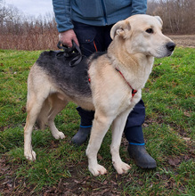 NOA, Hund, Mischlingshund in Kroatien - Bild 10