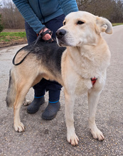 NOA, Hund, Mischlingshund in Kroatien - Bild 12