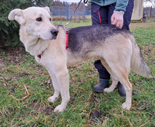 NOA, Hund, Mischlingshund in Kroatien - Bild 14