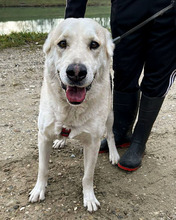 NOA, Hund, Mischlingshund in Kroatien - Bild 2